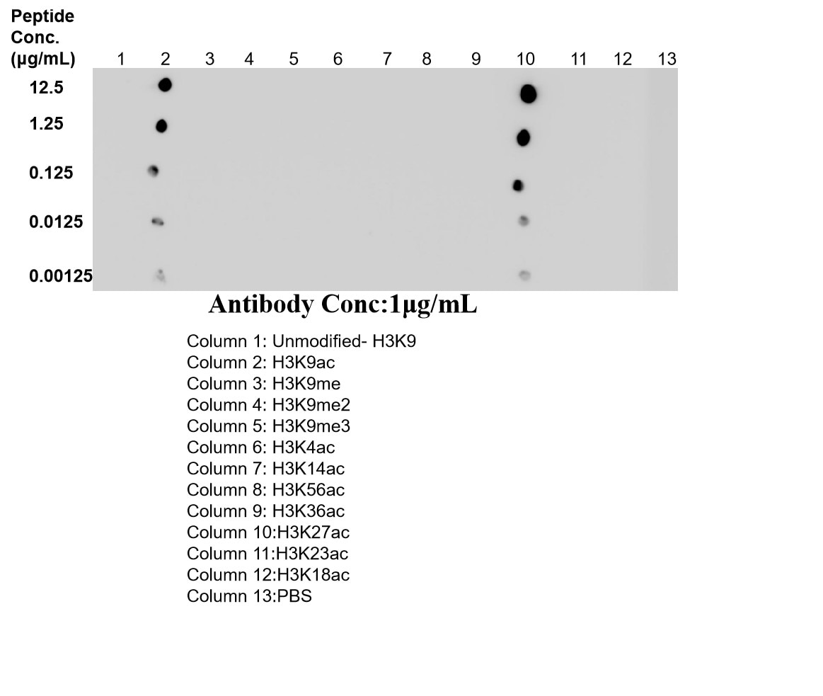 Dot Blot experiment of / using 86860-1-RR Dot Blot experiment of / using Acetyl-Histone H3 (Lys9/Lys27) Recombinant monoclo (86860-1-RR)